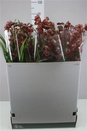 Orchidea Cymbidium červená, 2 výhony • črepník 14 cm
