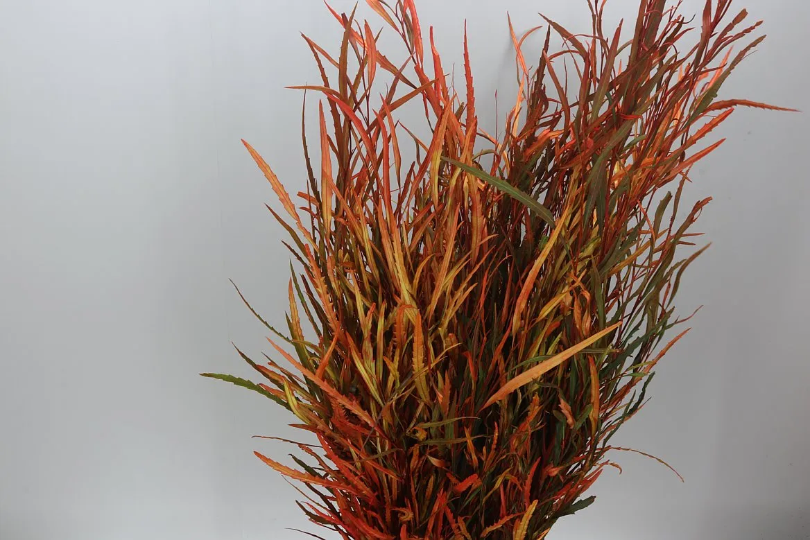 Grevilea Autumn • 80 cm