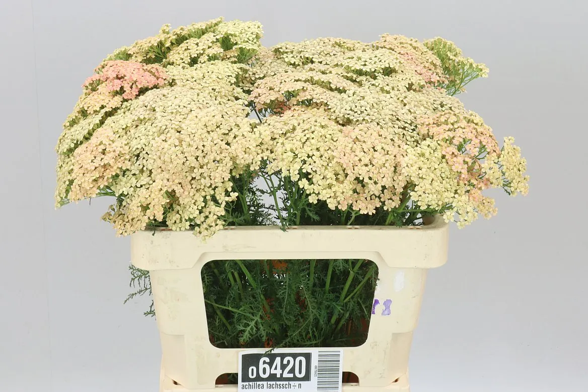Achillea Lachsschönheit • 55 cm