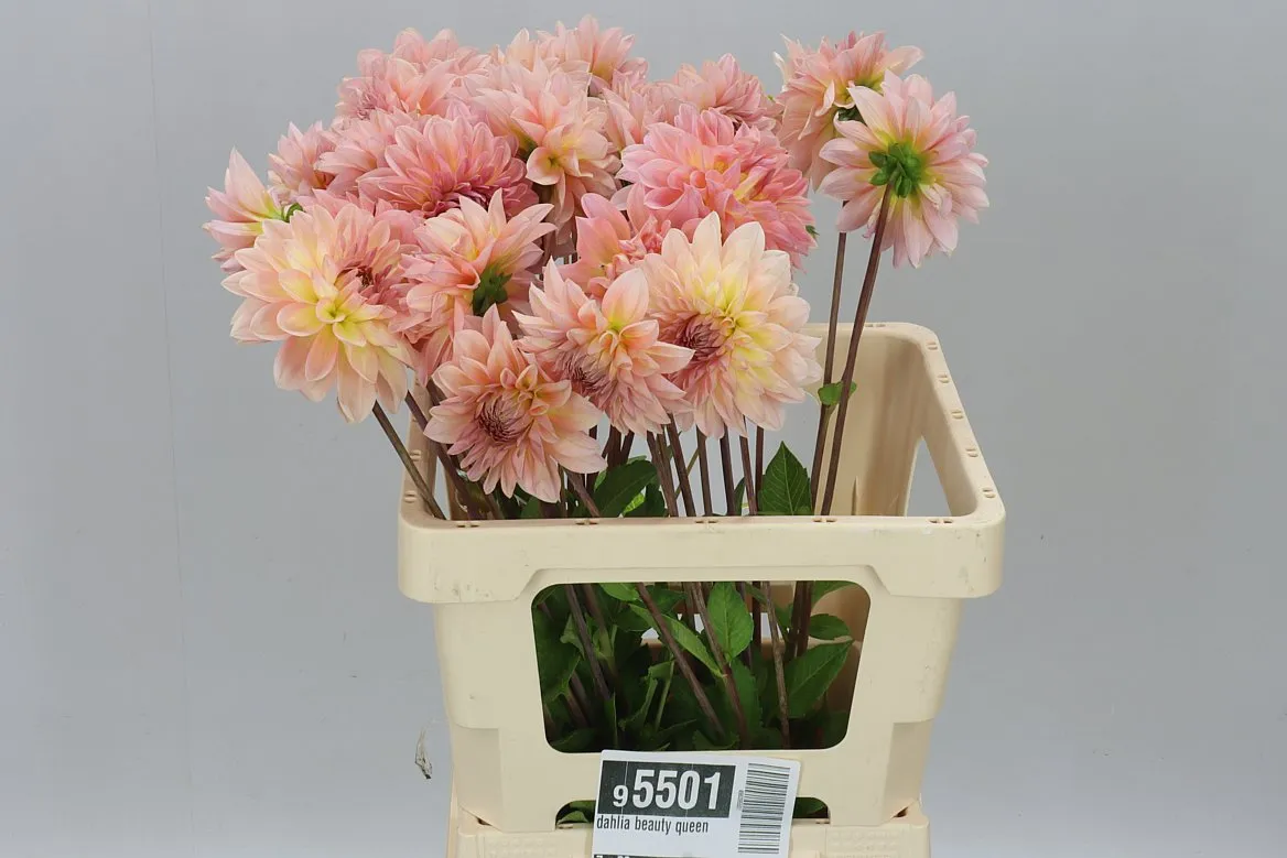 Georgína Beauty Queen A2 • 65 cm