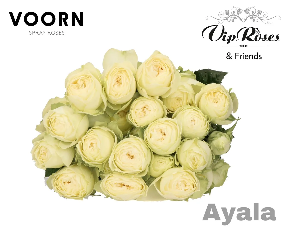 R Tr Ayala! • 50 cm
