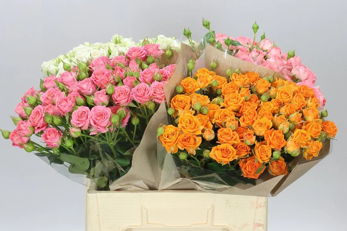 Ruža trsová mix In Bucket Dutch • 60 cm