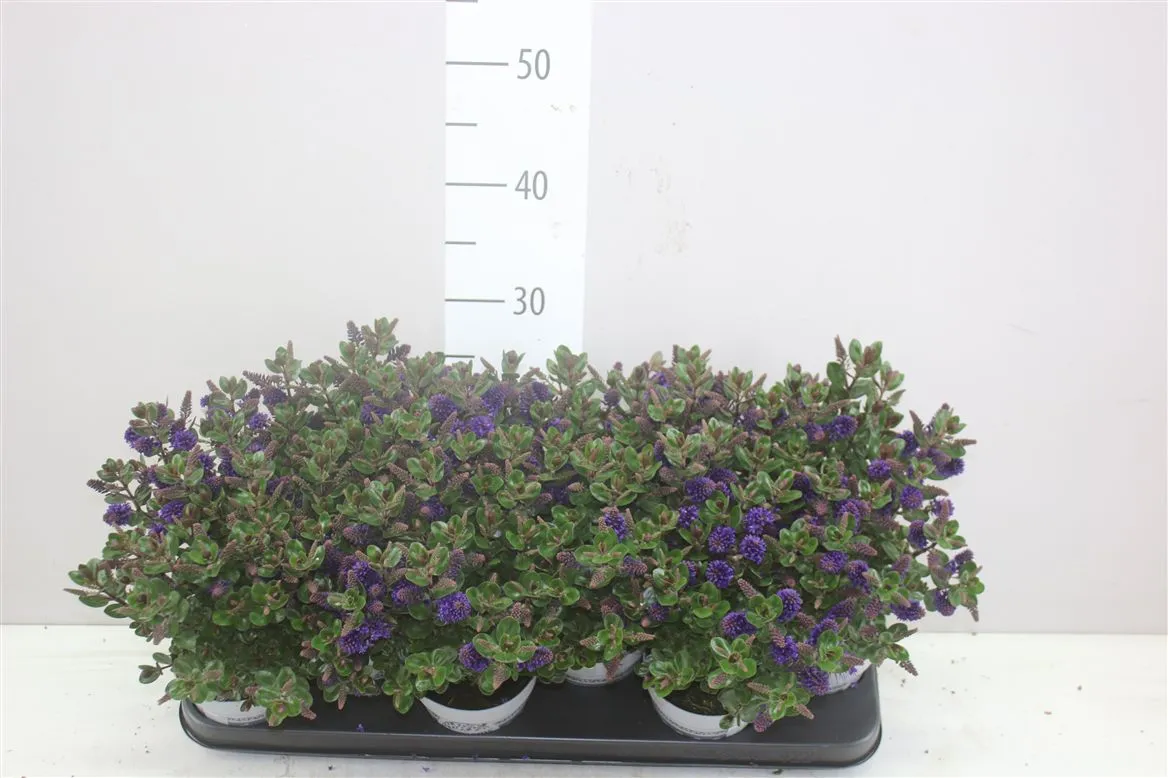 Hebe All Blooms Discovery • črepník 10,5 cm