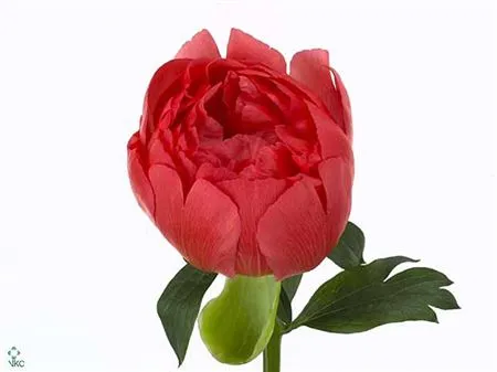 Paeonia Coral Sunset • 55 cm
