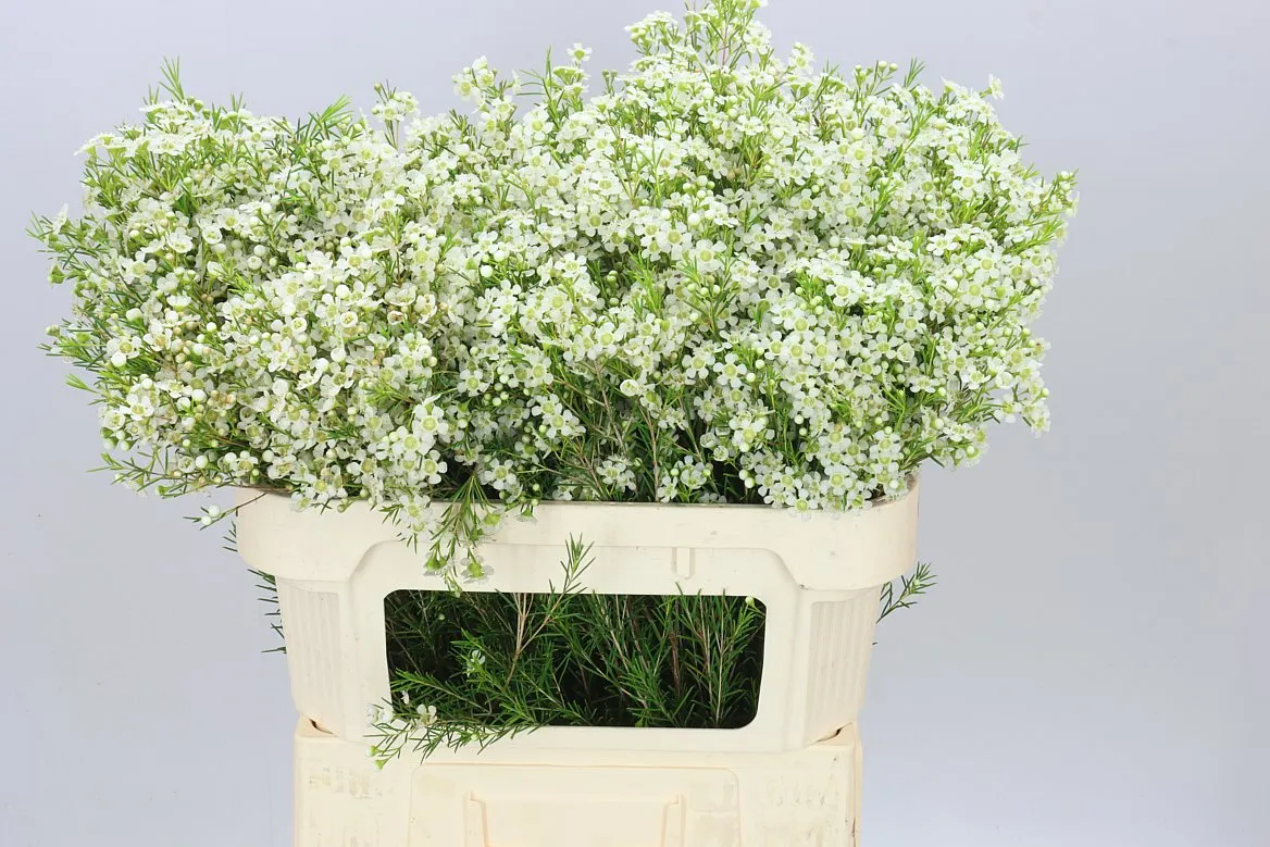 Chame Wax Ofir • 70 cm