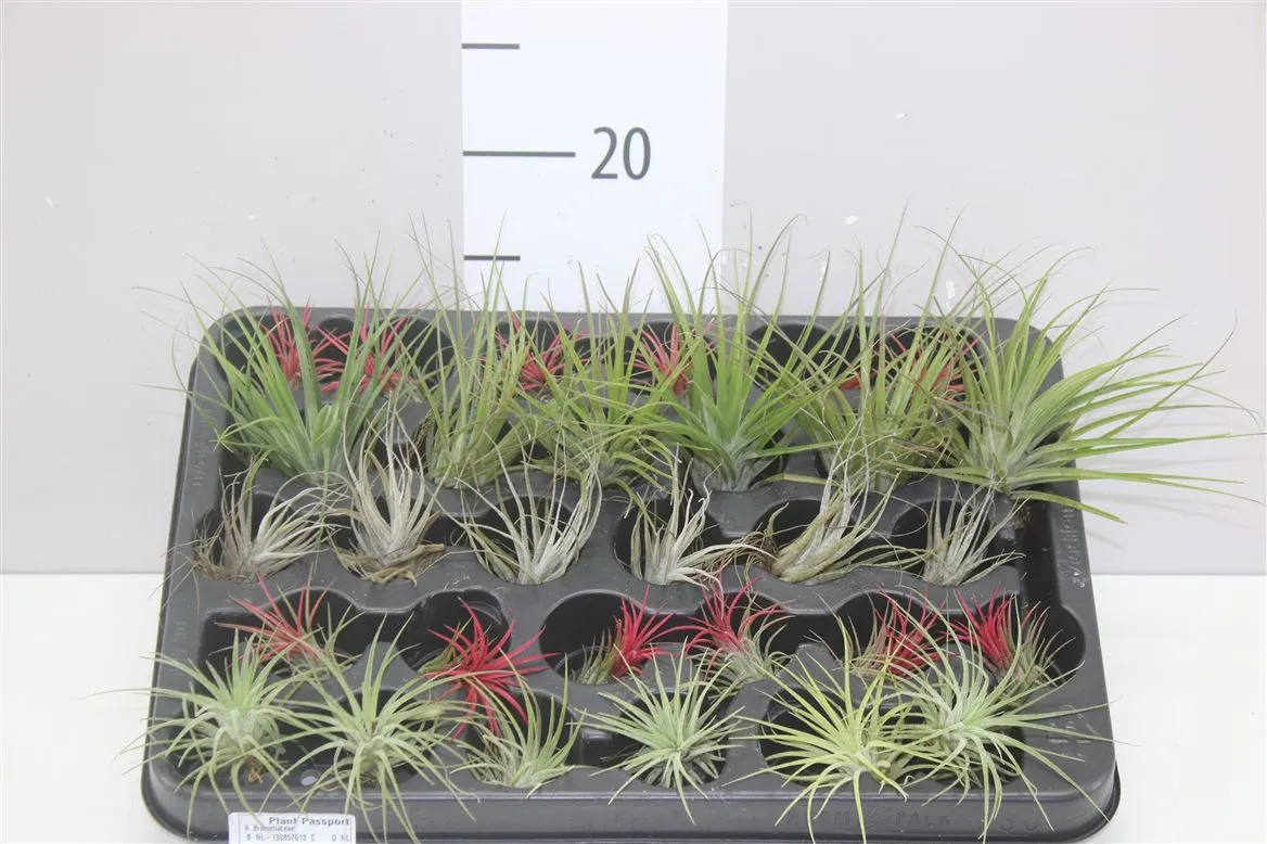Tillandsia ostatné Airplants A2