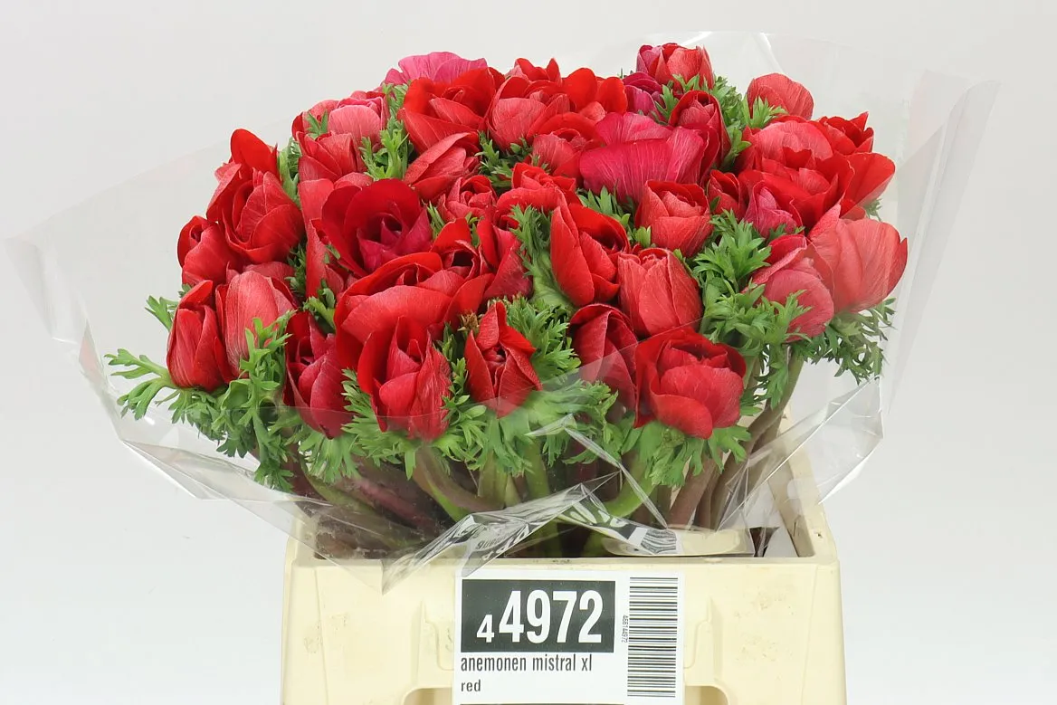 Anemonen Mistral Red • 40 cm