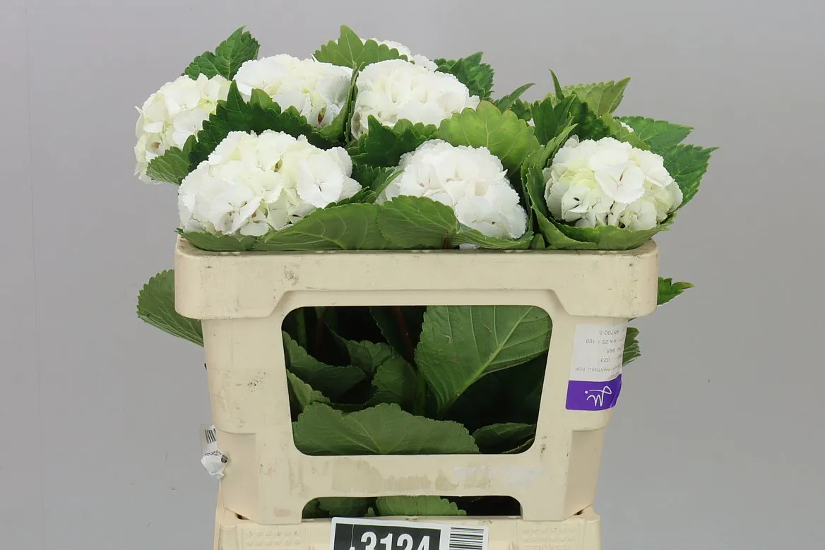 Hydrangea Lolly Pop White • 50 cm