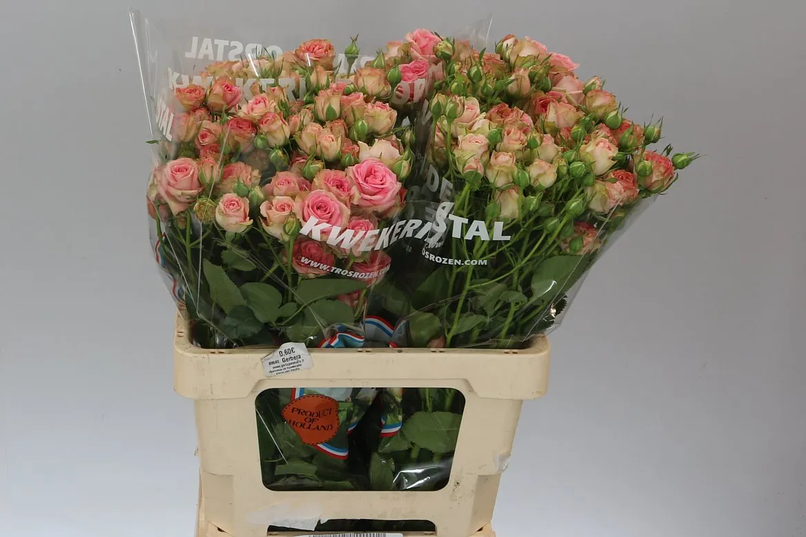 Ruža trsová Pepita • 60 cm