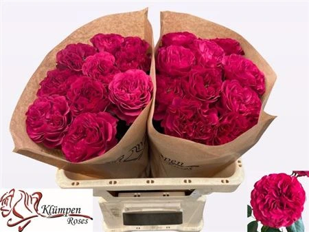 Ruža záhradná Cherry Velvet • 50 cm