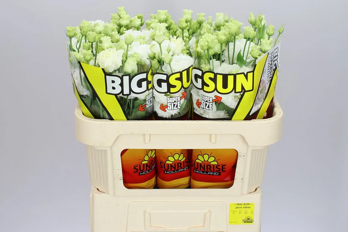 Eustóma plnokvetá Allisa Pure White Sunrise • 72 cm