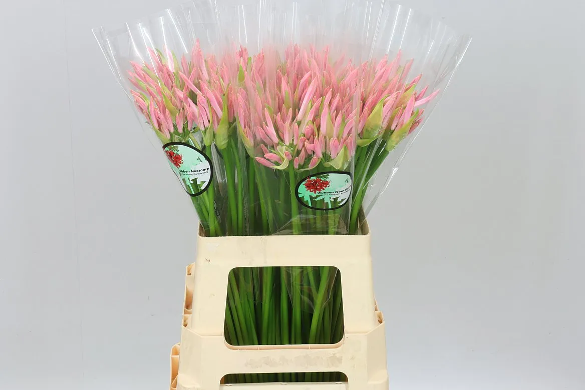 Nerine Bo Vesta K • 60 cm