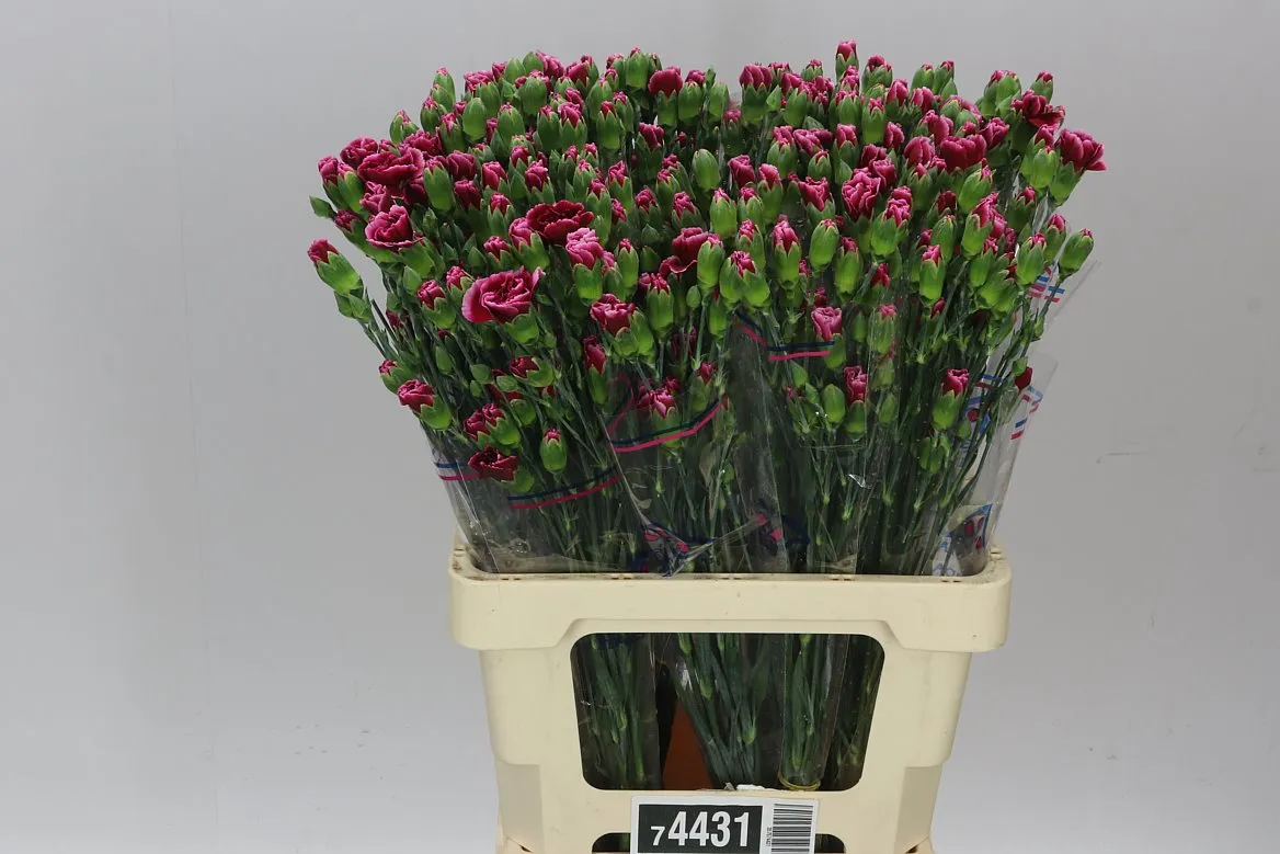 Di Tr Berry • 65 cm
