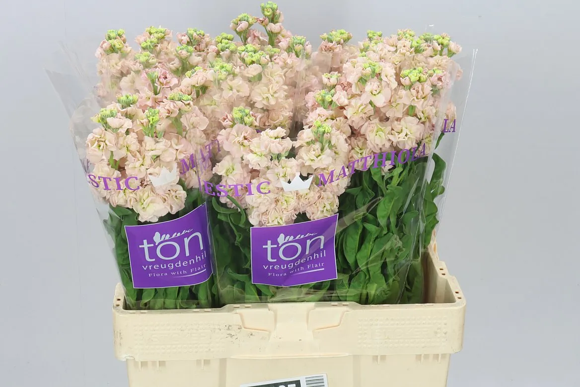 Matthiola Apricot • 55 cm