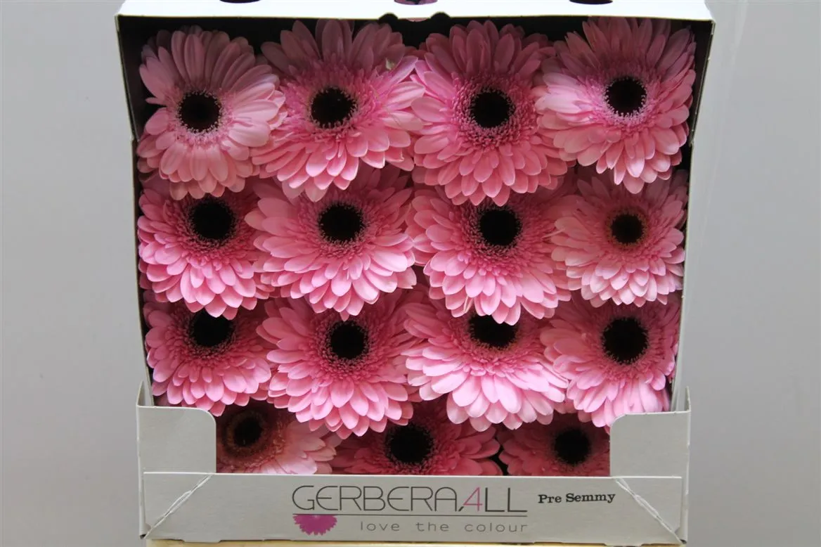 Gerbera Diamond Pre-semmy • 55 cm