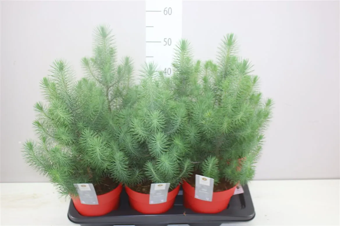 Pinus Silver Crest Rode Ompot • črepník 17 cm