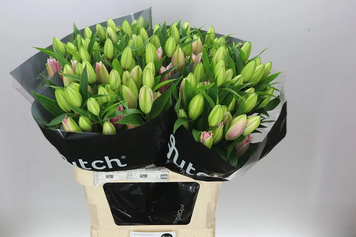 Lil Or Roselily Viola ( Double ) • 85 cm