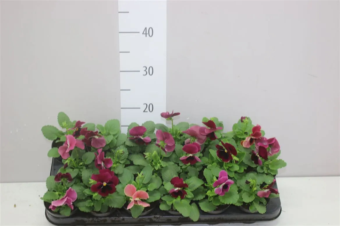 Viola Wi Delta F1 Rose With Blotch