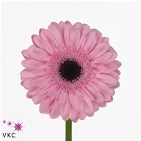 Gerbera Pre-semmy • 45 cm