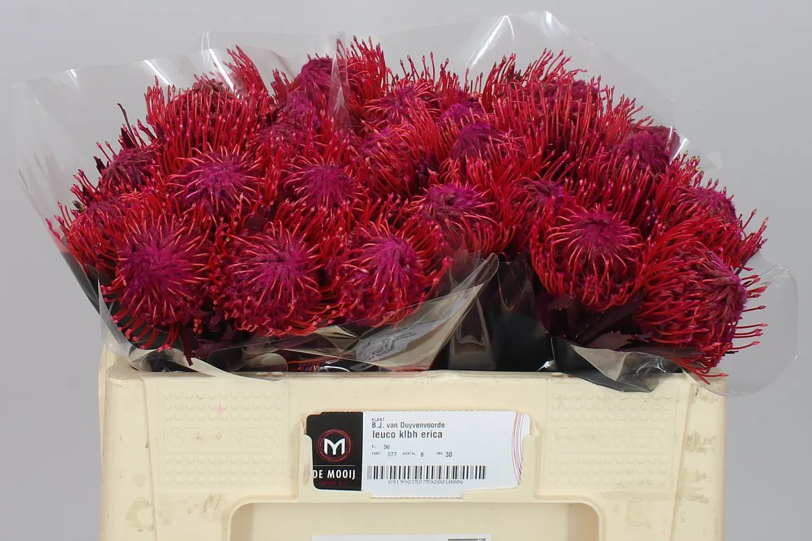 Leucospermum farbené Cerise • 50 cm