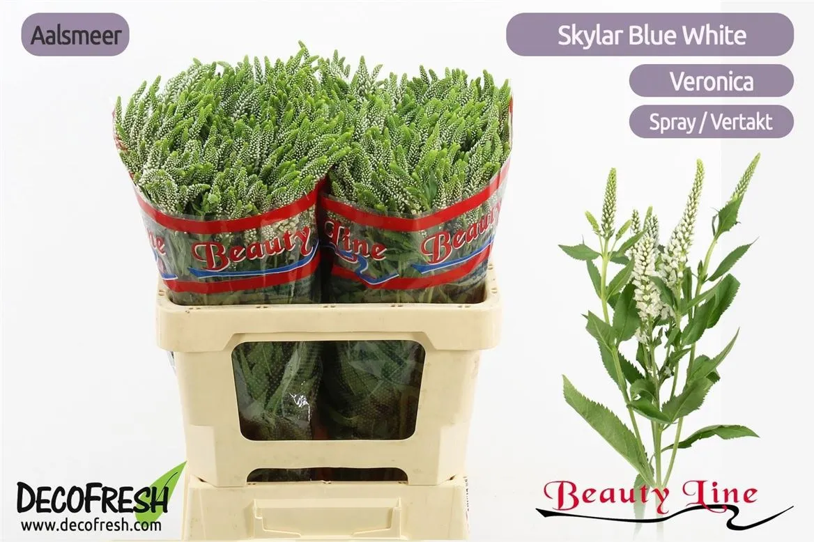 Veronica L Skyler Spray White • 55 cm