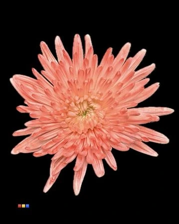 Chryzantéma veľkokvetá Topspin Dusty Red • 70 cm