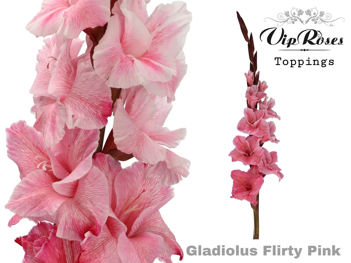 Glad Gr Flirty Pink • 110 cm