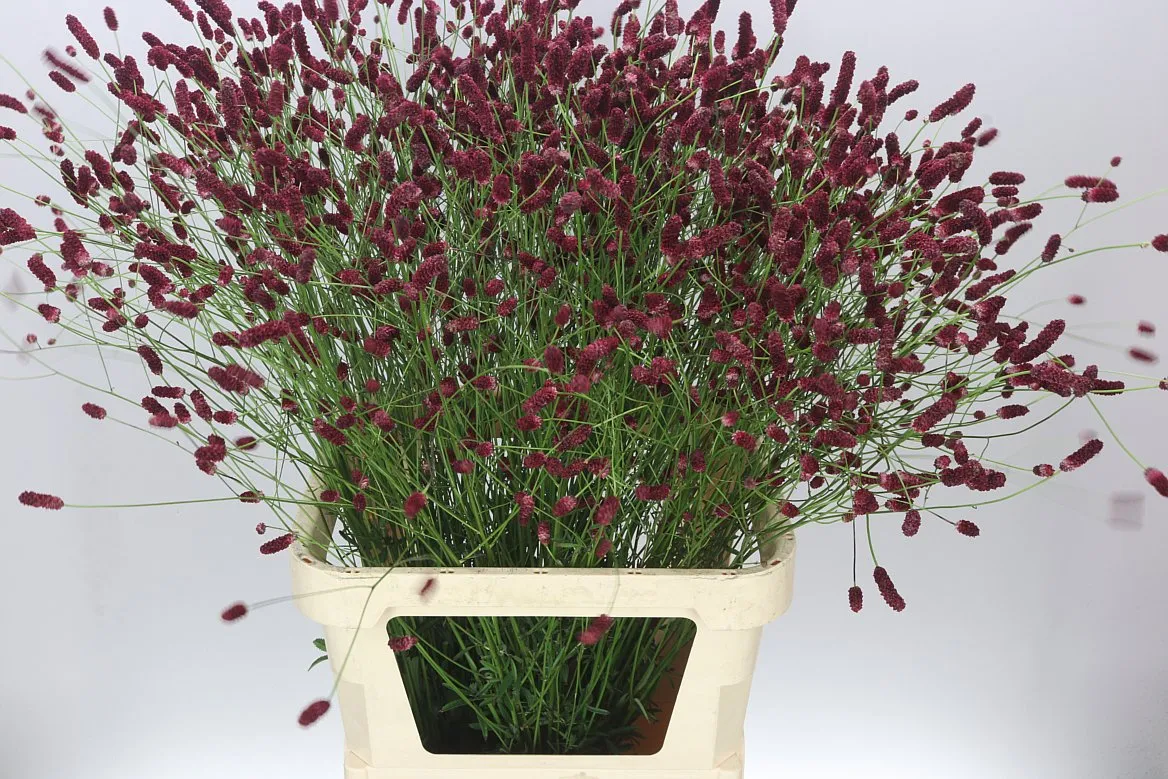 Sanguisorba Of Orient Dream • 100 cm