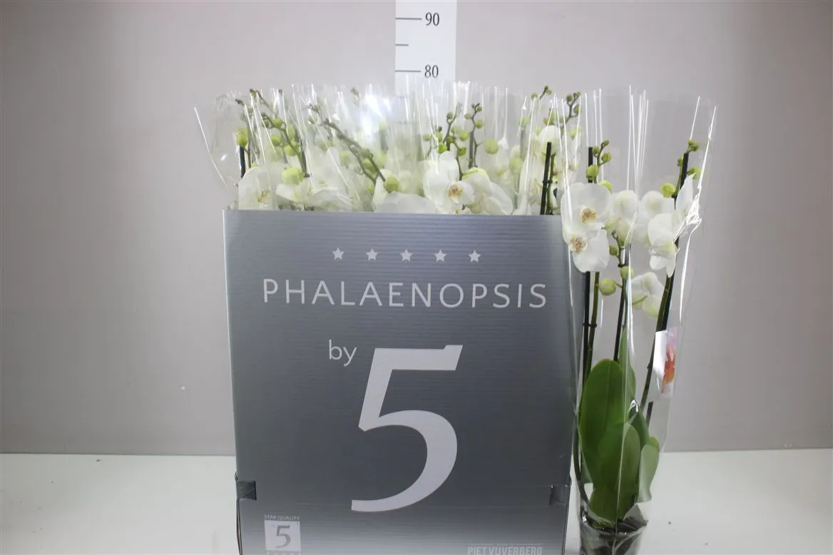 Phal Wit 2 Tak 18+ • črepník 12 cm