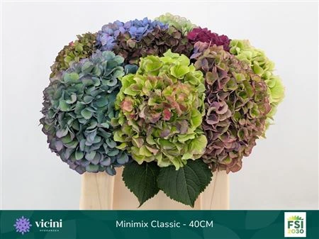 Hortenzia mix Classic • 40 cm