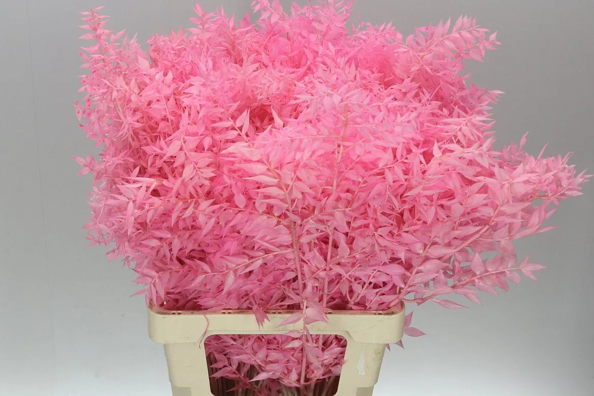 Ruscus Pink, sušené • 75 cm