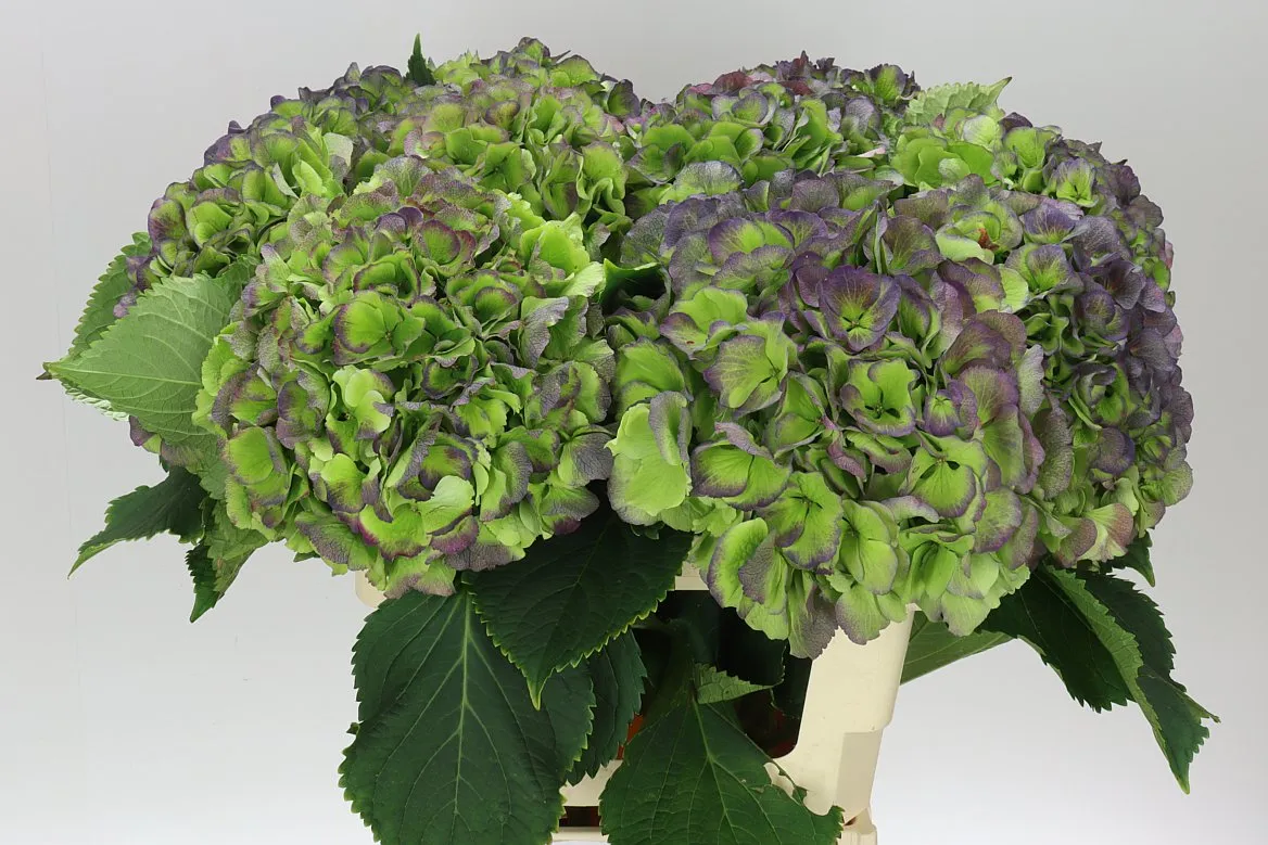 Hortenzia Verena Blue Classic • 60 cm