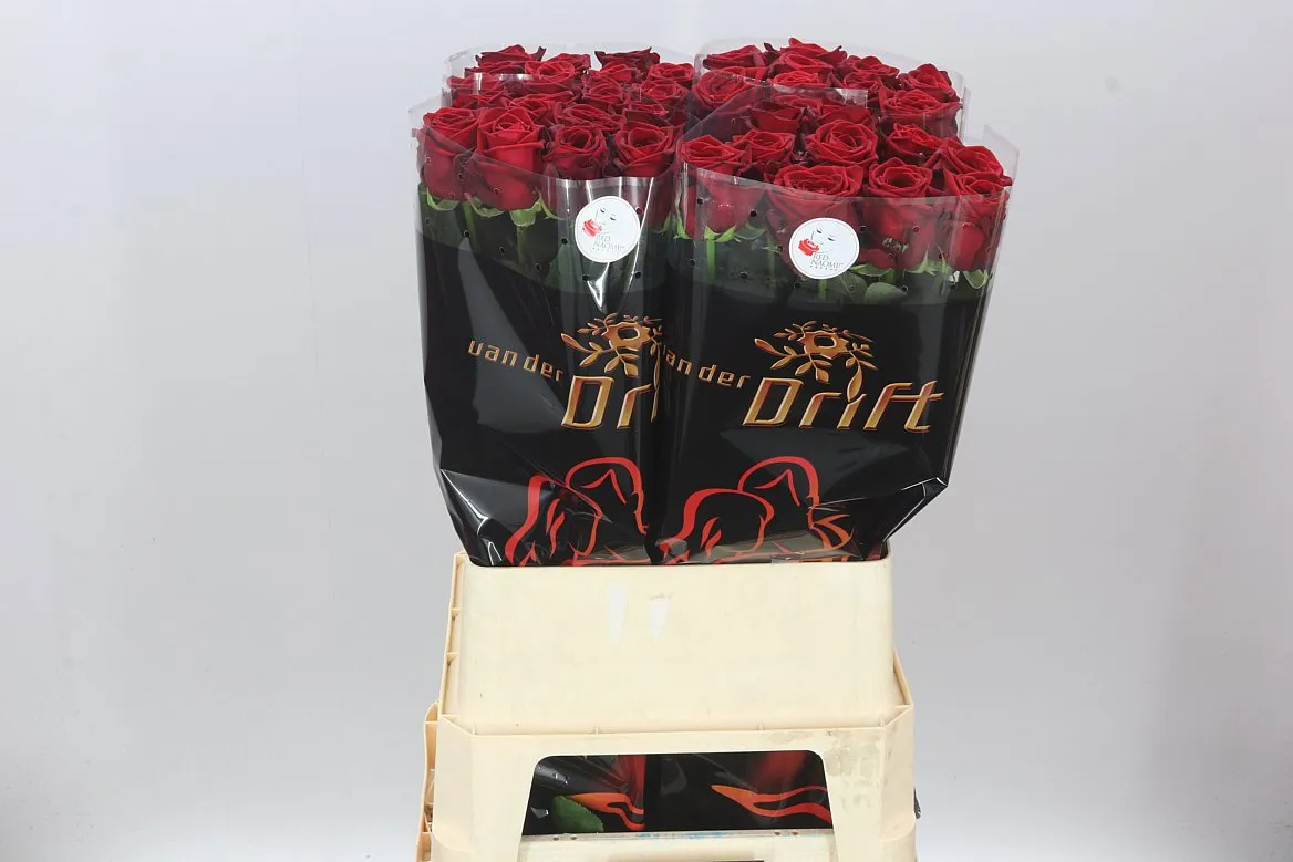 Ruža Red Naomi Drf • 90 cm