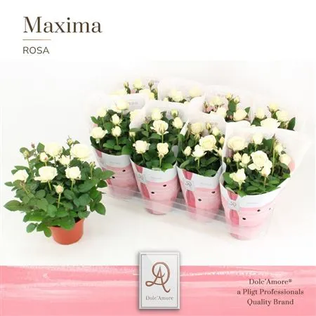Rosa Infinity Wit • črepník 14 cm