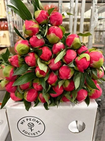 Pivonka Coral Charm • 55 cm
