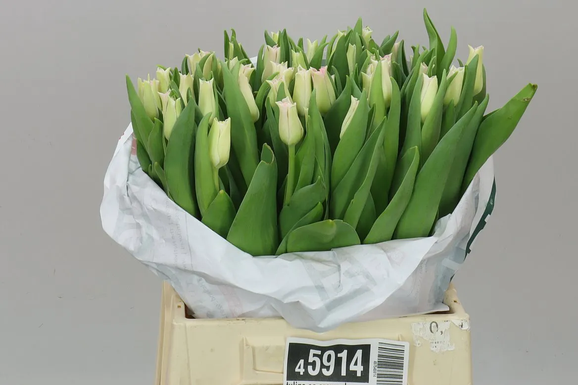 Tulipa Co Crown Dynasty • 42 cm