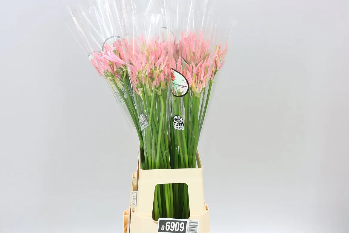Nerine Bo Vesta K • 70 cm