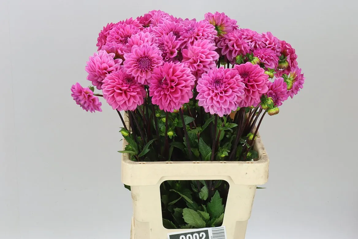 Dahlia Pink Cap • 55 cm