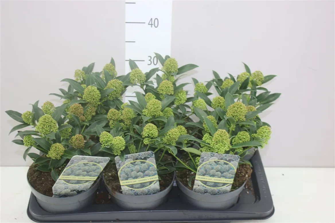 Skimmia Godrie's Dwarf 8-10 • črepník 17 cm