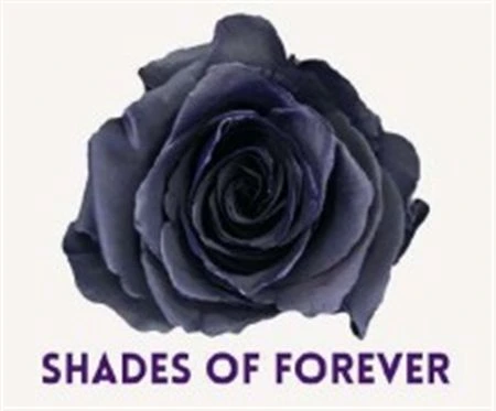 Ruža farbená Shades Of Forever, Ekvádor • 50 cm