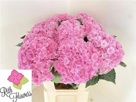 Hortenzia Highness Pink • 60 cm