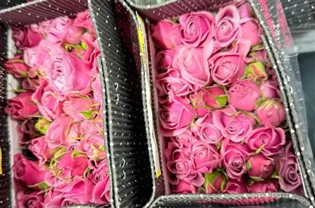 Rosa Tr Ec Luxury Blossoms • 40 cm