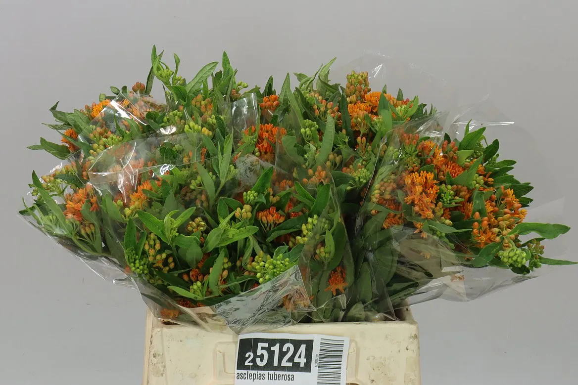 Asclepias Tuberosa • 40 cm