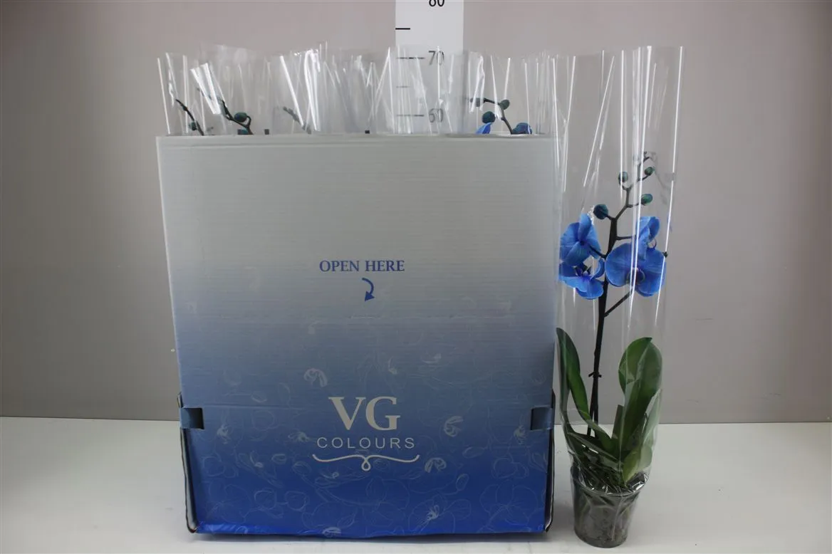 Orchidea Phalaenopsis Royal Blue, 1 výhon • črepník 12 cm