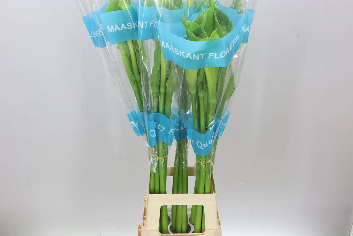 Kala Ae Green Goddess • 100 cm