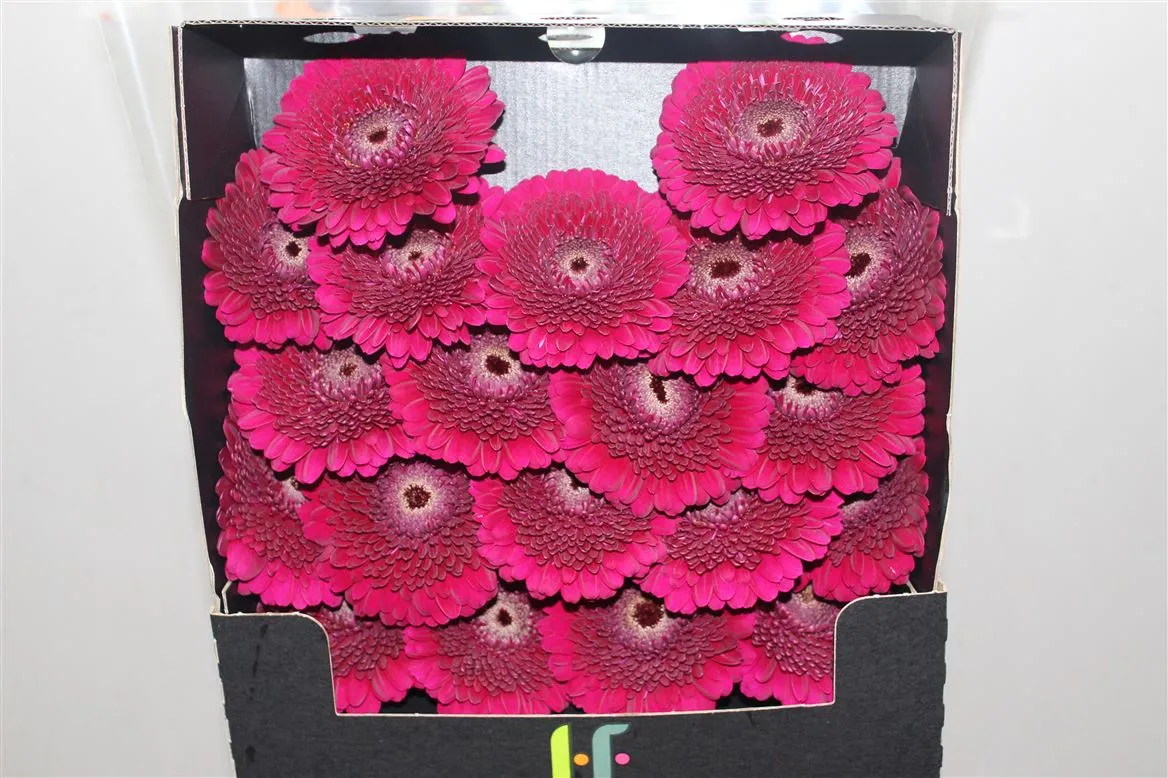 Germini Diamond Pomponi Danee • 55 cm