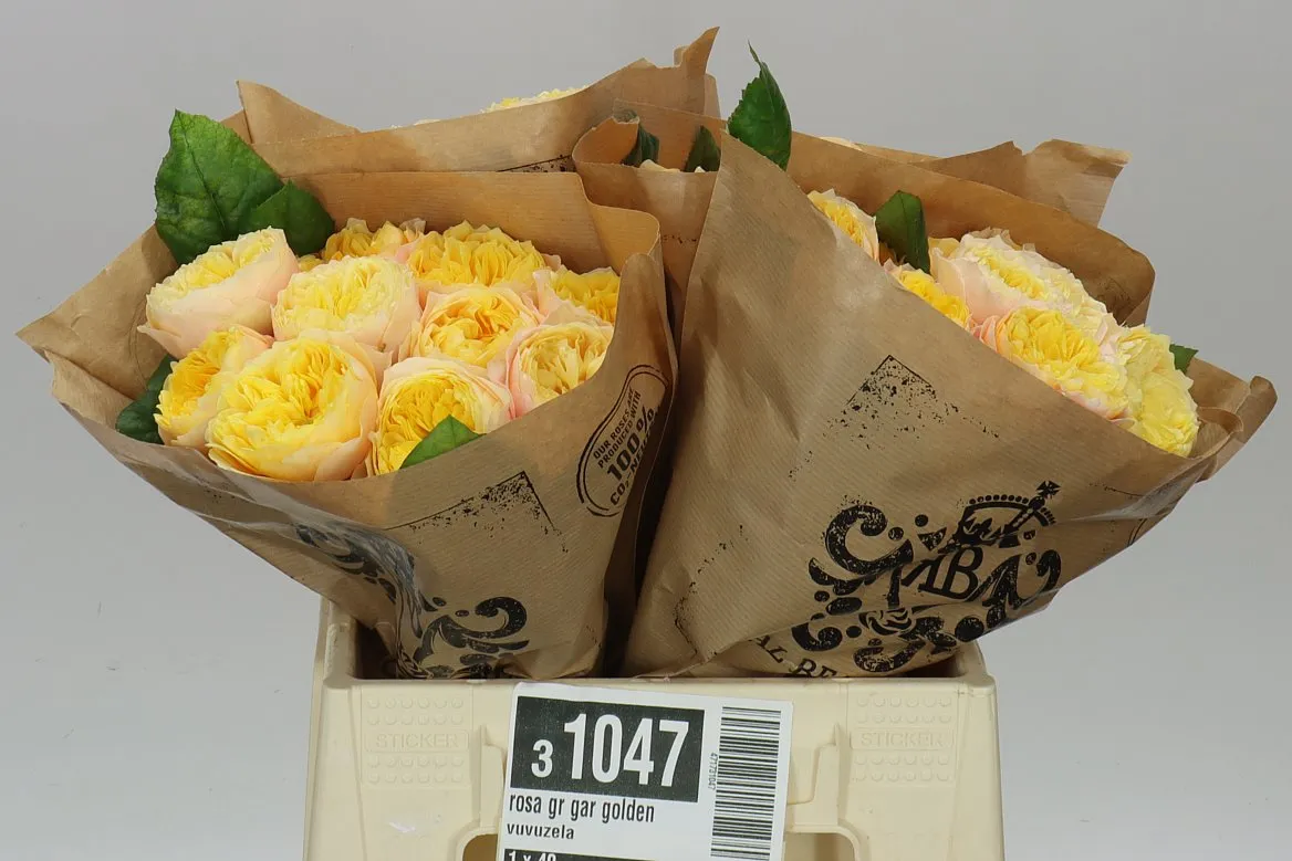 Rosa Gar Golden Vuvuzela • 40 cm