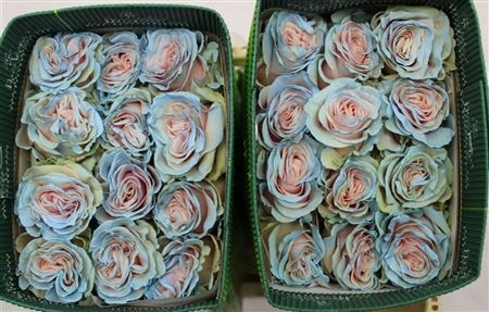 Ruža farbená Cinderella, Ekvádor • 50 cm