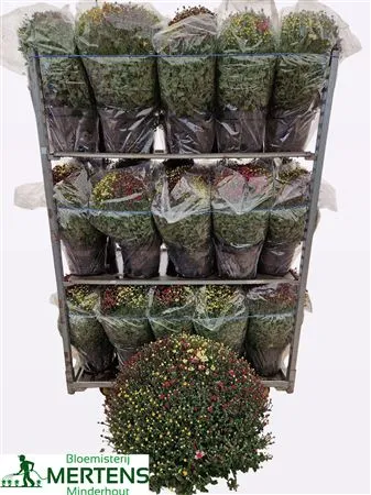 Chrysanth Gr Bol 65cm Carnaval Mix In Pot • črepník 26 cm