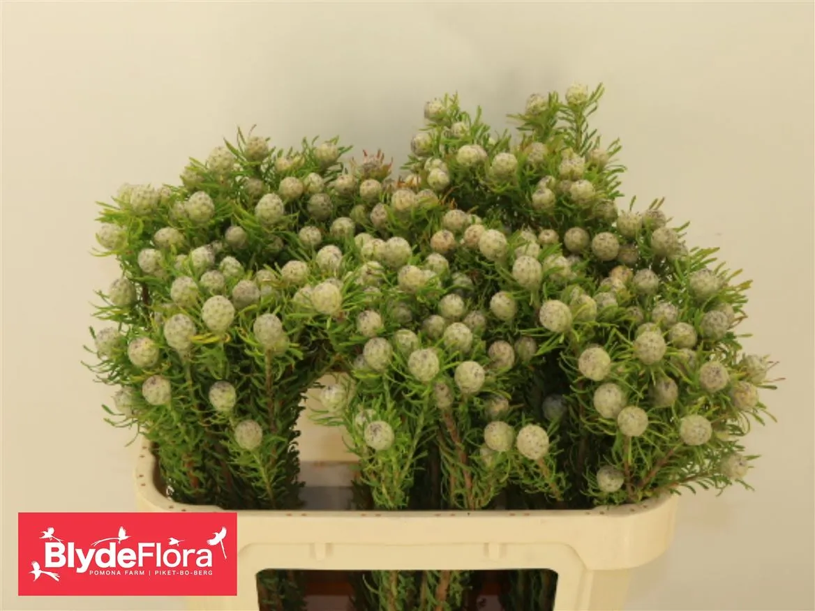 Kaaps Jade Pearl Spray • 70 cm
